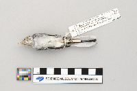 Polioptila caerulea image
