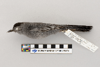 Dumetella carolinensis image