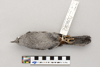 Dumetella carolinensis image