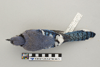 Cyanocitta cristata image
