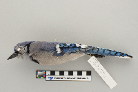 Cyanocitta cristata image
