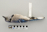 Cyanocitta cristata image