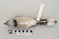 Cyanocitta cristata image