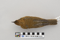 Hylocichla mustelina image