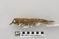 Hylocichla mustelina image