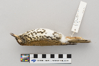 Hylocichla mustelina image