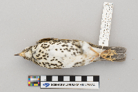 Hylocichla mustelina image