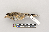 Turdus migratorius image