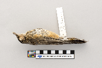 Turdus migratorius image