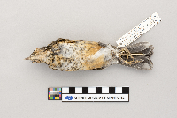 Turdus migratorius image