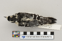 Picoides pubescens image