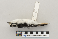 Picoides pubescens image