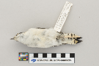 Picoides pubescens image