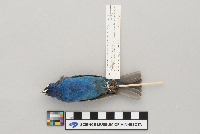 Passerina cyanea image