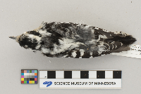 Picoides pubescens image