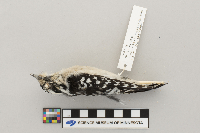 Picoides pubescens image