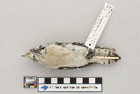 Picoides pubescens image