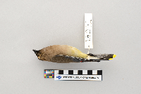 Bombycilla cedrorum image