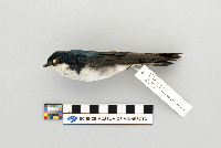 Tachycineta bicolor image