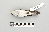 Tachycineta bicolor image