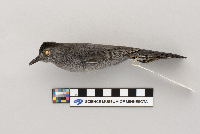 Dumetella carolinensis image