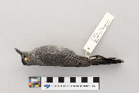 Dumetella carolinensis image