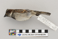 Passer domesticus image