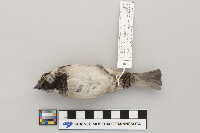 Passer domesticus image