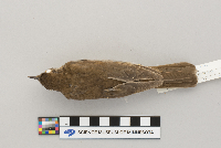 Catharus fuscescens image