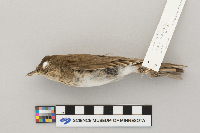 Catharus fuscescens image