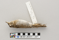 Catharus fuscescens image