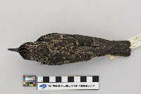 Sturnus vulgaris image