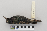 Sturnus vulgaris image