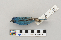 Passerina cyanea image