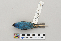 Passerina cyanea image