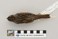 Melospiza georgiana image