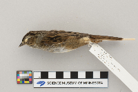 Melospiza georgiana image