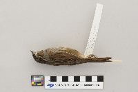 Melospiza georgiana image