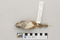 Melospiza georgiana image
