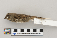 Melospiza lincolnii image