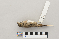 Melospiza lincolnii image