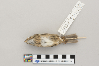 Melospiza lincolnii image