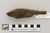 Melospiza lincolnii image