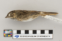 Melospiza lincolnii image