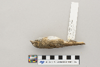 Melospiza lincolnii image