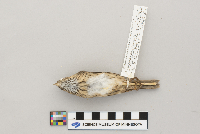 Melospiza lincolnii image