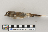 Melospiza georgiana image