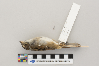 Melospiza georgiana image
