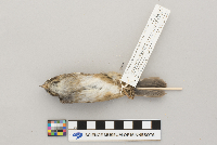 Melospiza georgiana image
