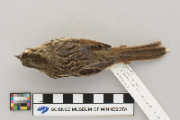 thumbnail image of current specimen